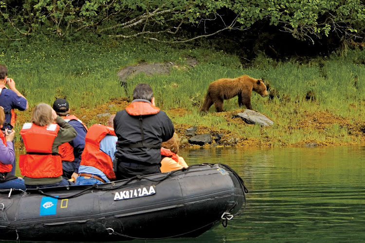 A brown bear pays little heed to visitors during a Lindblad Expeditions visit to Kelp Bay, Alaska. 