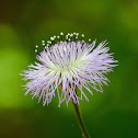 American Basketflower