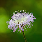 American Basketflower