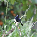 Sanhaçu-frade (Diademed Tanager)