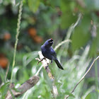 Sanhaçu-frade (Diademed Tanager)