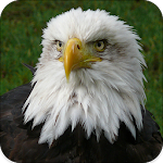 Cover Image of Download Eagle Sounds 1.4 APK