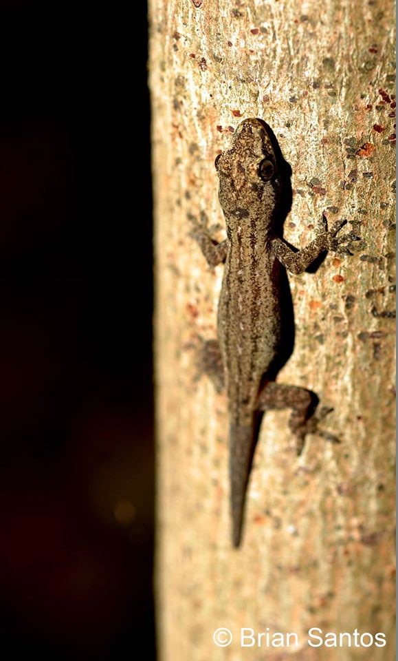 Common house gecko