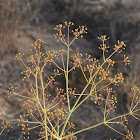 Two-whorled Giant-fennel