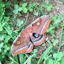 Polyphemus moth