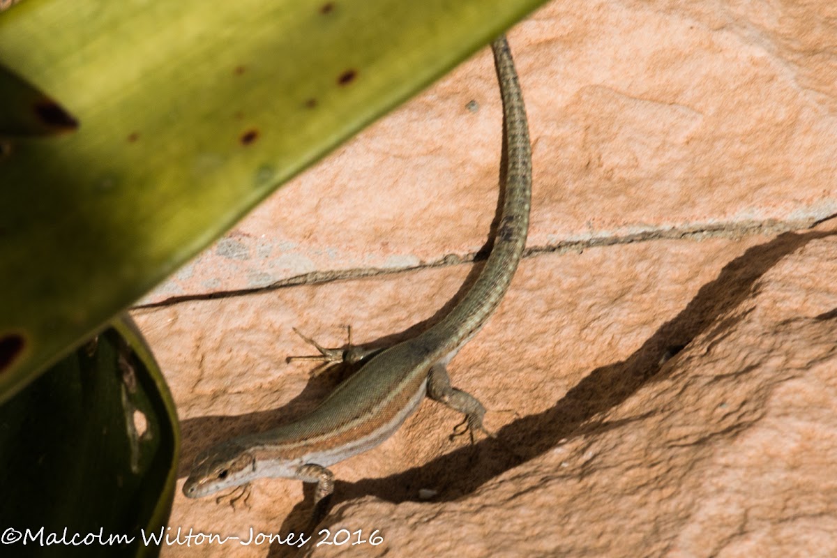 Iberian Wall Lizard