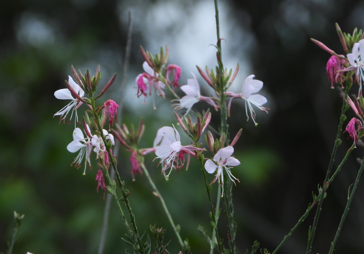 Biennial Beeblossom