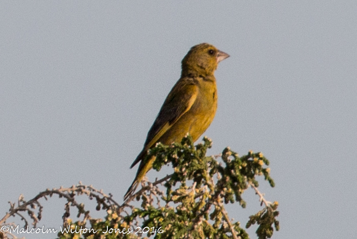 Greenfinch; Verderon