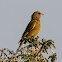 Greenfinch; Verderon