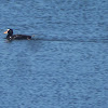 Surf Scoter