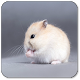 Hamster Sounds Download on Windows