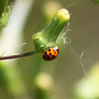 Asian Lady Beetle