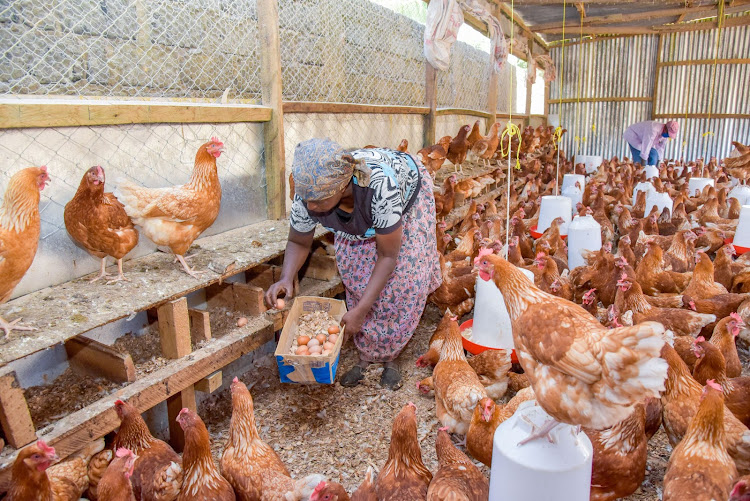 A farmer collects eggs in a poultry house in Kirinyaga