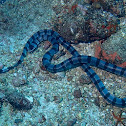 Yellow-Lipped Sea Krait