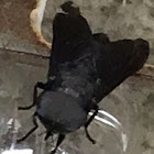 Big Black Horsefly?