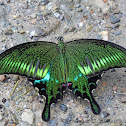 Common Peacock