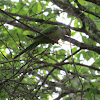 Monk parakeet