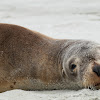 New Zealand Sea Lion (female)