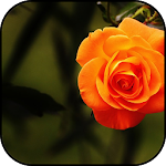 Cover Image of Download Orange wallpapers 20 APK