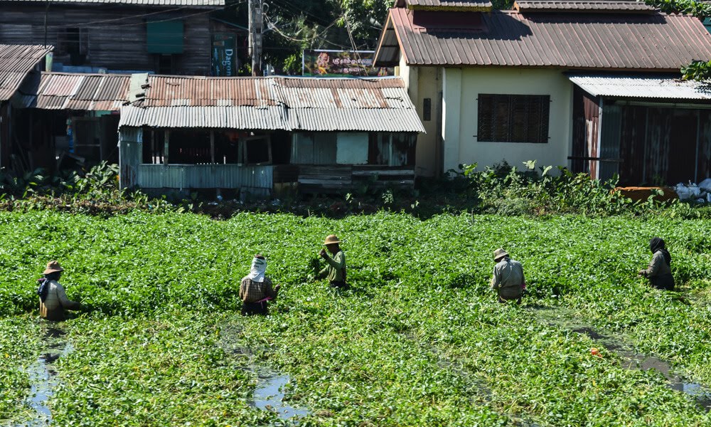 farmers working in a field burma