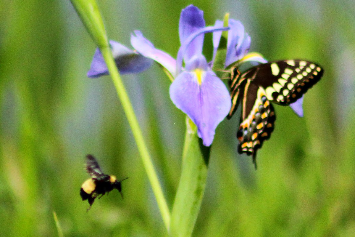 Palamedes Swallowtail Butterfly