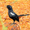 Indian robin-Male