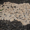 slime mold