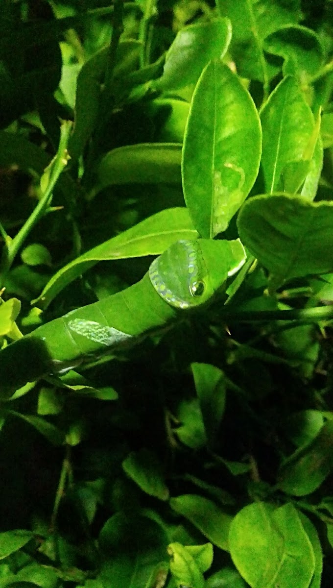 lime swallow tail caterpillar