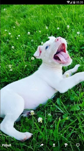 Pitbull Wallpaper HD