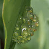 Red-eyed Tree Frog eggs