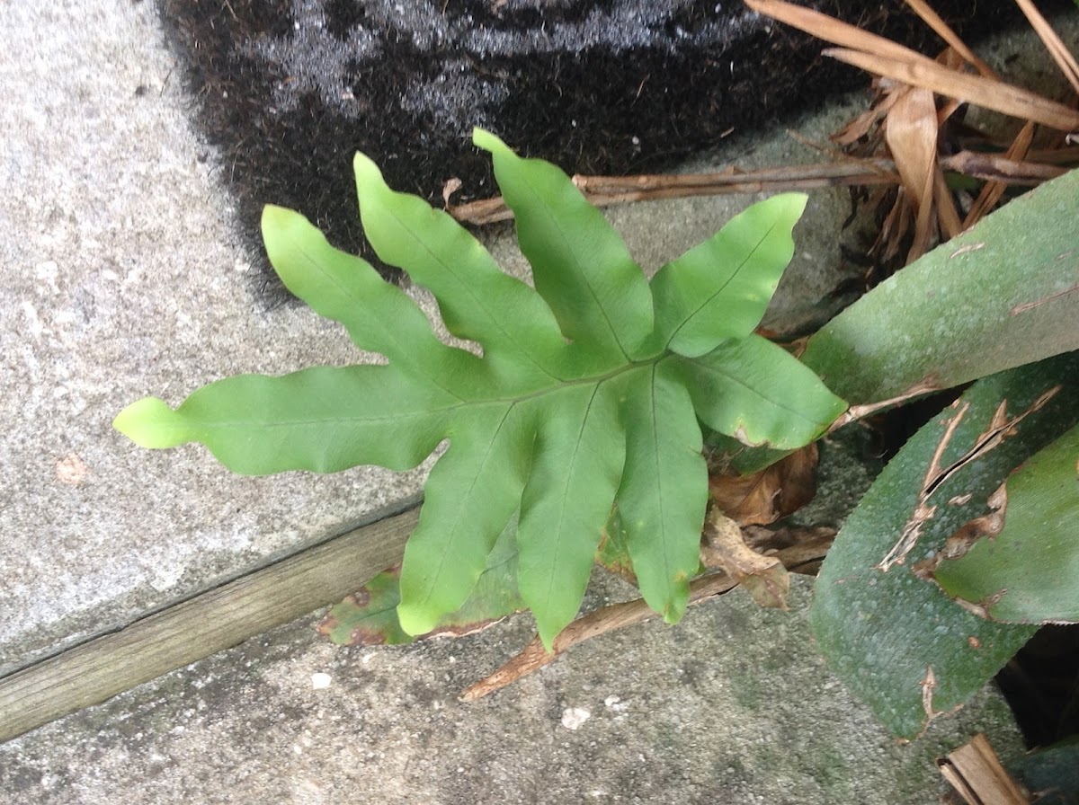 Cabbage Palm Fern