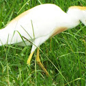 Cattle Egret