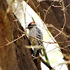 Ladder-backed Woodpecker