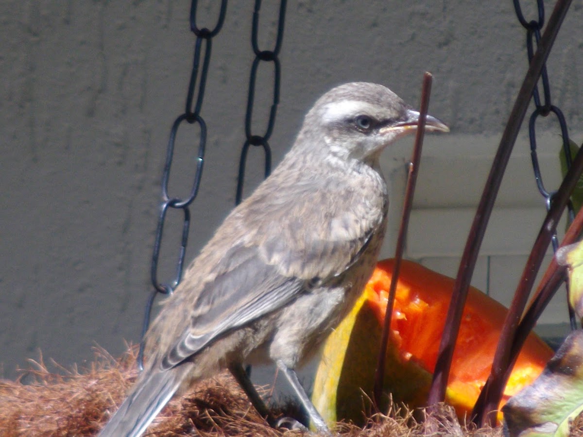 Chalk-browed Mockingbird