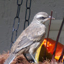 Chalk-browed Mockingbird