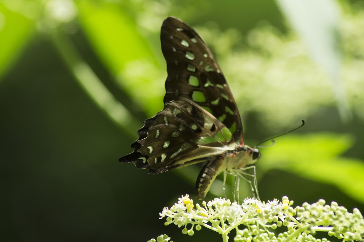 Tailed Jay