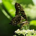 Tailed Jay