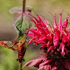 Snowberry clearwing