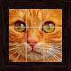 Download Cats Puzzles - 100 Pictures For PC Windows and Mac 1