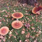 Fly Agaric Mushroom