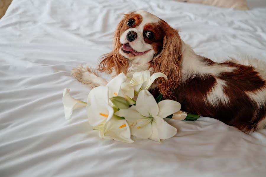 Fotografo di matrimoni Ekaterina Komolova (k03101975). Foto del 6 maggio