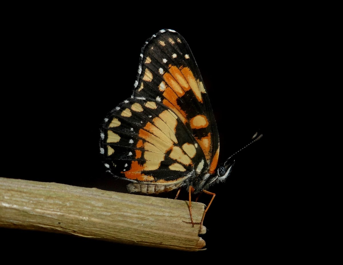 Bordered Patch