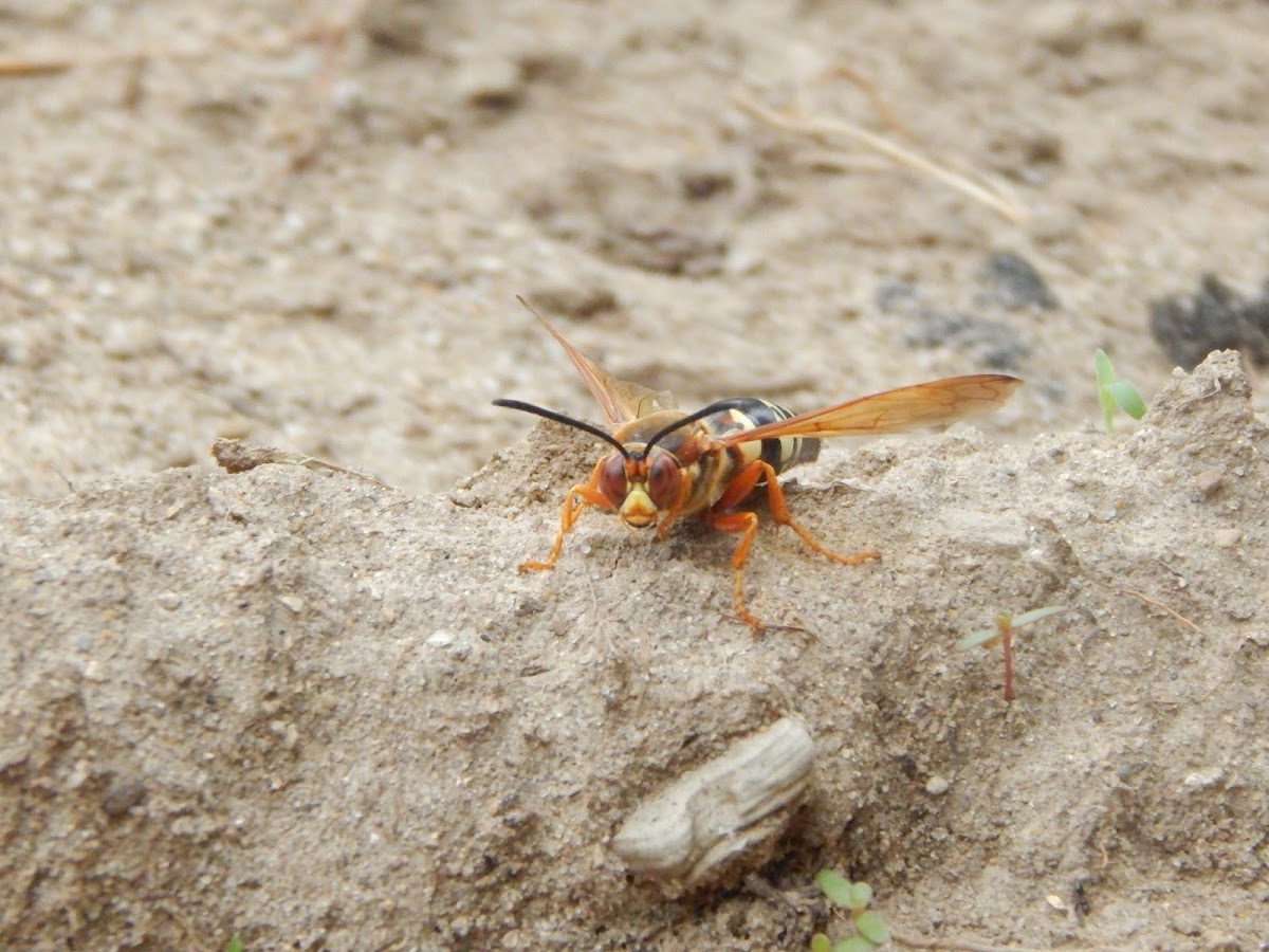 Cicada Killer Wasp