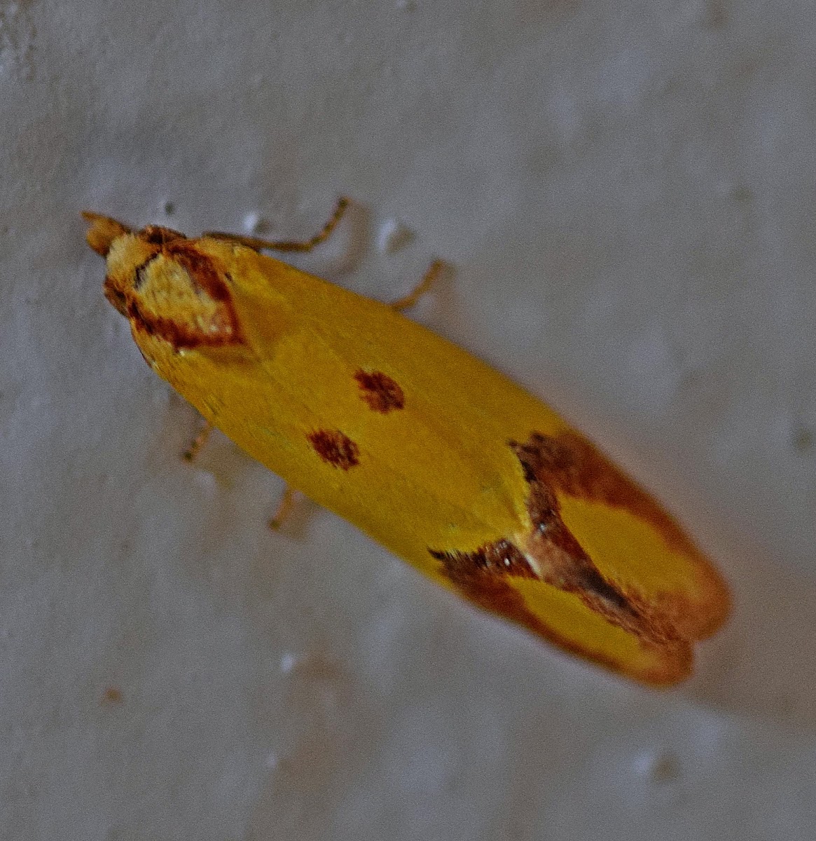 Knapweed Root Moth