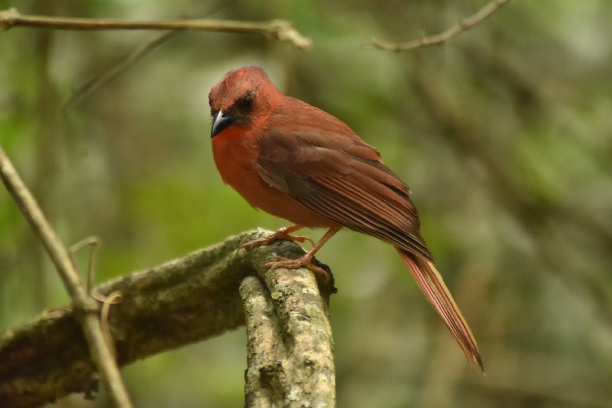 Red-throated ant tanager