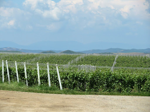 Transylvanian Winery România 2016