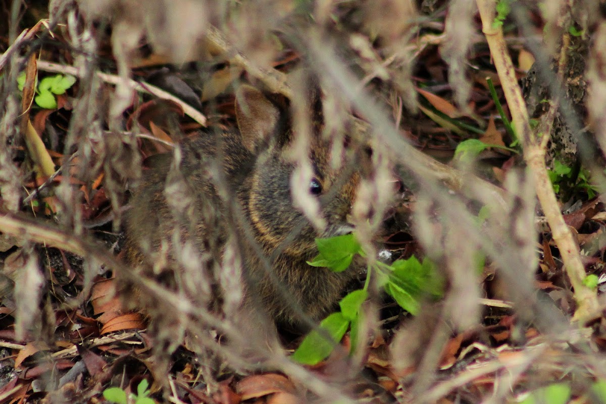 Marsh Rabbit