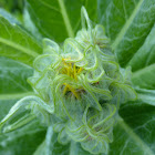 Seaside Ragwort