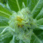 Seaside Ragwort