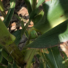 Green Tree Frog